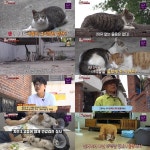 TV동물농장 재개발지에 남겨진 고양이들 구조 작전