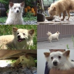 TV동물농장 두 다리 없는 흰둥이, 어떤 사연이..