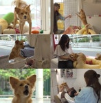 TV동물농장 미용실 인턴견 보리, 손님 맞이·청소까지 사장님 포스