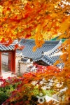 가을날 안동 가볼 만한 곳, 전통과 현대가 어우러진 명소 탐방