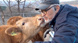 인간극장 소는 내 운명, 송아지 탄생의 계절