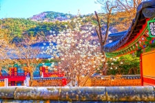 김천 가볼 만한 곳, 직지사와 황악산이 품은 힐링 여행