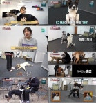 TV 동물농장 도그 댄서 천재견 라비 등장, 무려 40여 개 안무 동작 완벽 소화