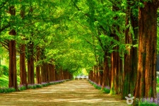 푸른 대숲 속 힐링, 담양 가볼 만한 곳 여행