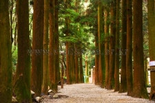 보성 가볼 만한 곳, 녹차밭부터 벽화마을까지 완벽 여행