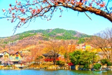 벚꽃과 힐링이 만났다, 김천 가볼 만한 곳