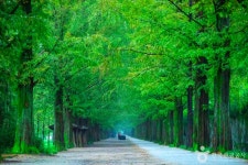 담양 가볼 만한 곳, 죽림과 정원이 어우러진 힐링 여행