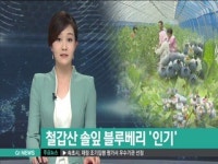 칠갑산 솔잎 블루베리 인기