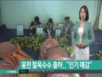 홍천 찰옥수수 출하 시작..인기 예감