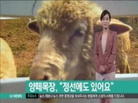 양떼목장, 정선에도 있어요