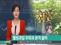 웰빙과일 햇무화과 본격 출하