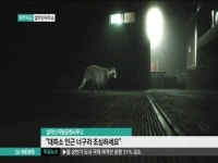 설악산 대피소 인근 너구리 주의