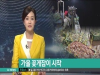 가을 꽃게잡이 시작...어획량은 줄어