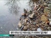 원주 치악산 인근 계곡서 물고기 집단폐사