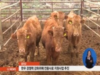 홍천한우 경쟁력 강화위해 전용사료 지원사업 추진