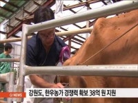 강원도 한우농가 경쟁력 확보 38억원 지원