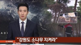 강원도 소나무 지켜라 재선충병 비상