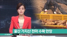 영남알프스 가지산 천마 수확 한창