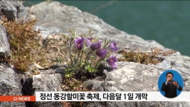 정선 동강할미꽃 축제, 다음달 1일 개막