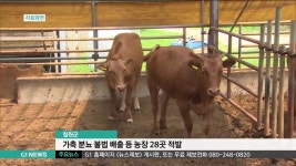 철원군, 가축 분뇨 불법 배출 등 농장 28곳 적발