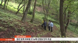 정선 임계에 대규모 산양삼 단지 조성