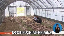 강릉시, 왕산면에 산림작물 생산단지 조성