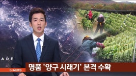 명품 양구 시래기 본격 수확