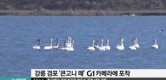 천연기념물 큰고니떼 경포에서 포착