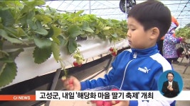 고성 해당화 마을 딸기 축제 내일 개최
