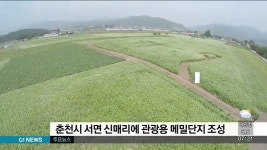 춘천시 서면 신매리에 관광용 메밀단지 조성
