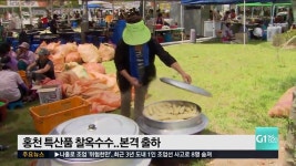 홍천 특산품 찰옥수수..본격 출하