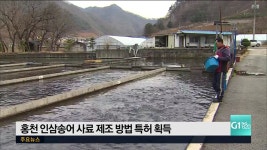 홍천 인삼송어 사료 제조 방법 특허 획득