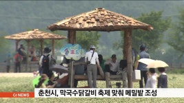 춘천시, 막국수닭갈비 축제 맞춰 메밀밭 조성