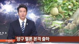 양구 멜론 본격 출하