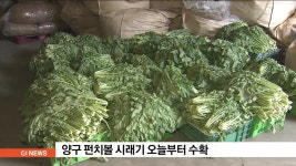 양구 펀치볼 시래기 오늘부터 수확