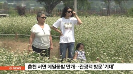 춘천 서면 신매리 메밀꽃밭 만개..관광객 방문 기대