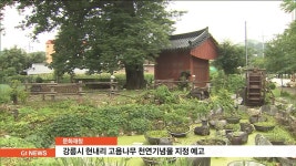 강릉 현내리 고욤나무 천연기념물 지정 예고
