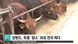 강원도, 토종 칡소 보유 전국 최다
