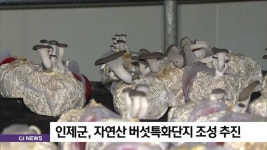 인제군, 자연산 버섯특화단지 조성 추진