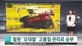 철원 오대쌀 고품질 관리로 승부