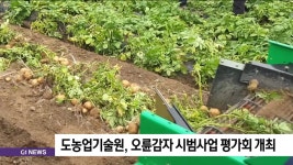 도농업기술원, 오륜감자 시범사업 평가회 개최