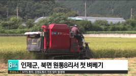 인제군, 북면 원통8리서 첫 벼베기 시작