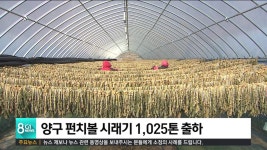 양구 펀치볼 시래기 1,025톤 출하