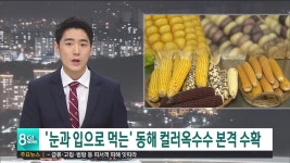 눈과 입으로 먹는 동해 컬러 옥수수 본격 수확