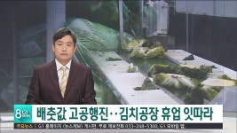 배춧값 고공행진..김치공장 휴업 잇따라