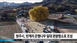 원주시, 반계리 은행나무 일대 관광명소로 조성
