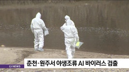 춘천.원주서 야생조류 AI 바이러스 검출