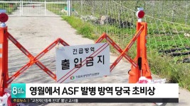 강원 남부 영월에서 ASF 발병 방역 당국 초비상