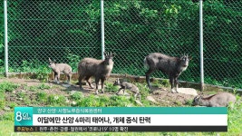양구 산양·사향노루증식복원센터, 이달 4마리 출생
