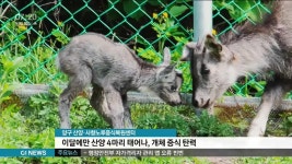 양구 산양·사향노루증식복원센터, 이달 4마리 출생